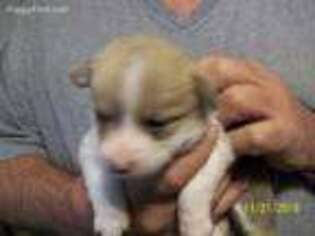 Pembroke Welsh Corgi Puppy for sale in Tawas City, MI, USA