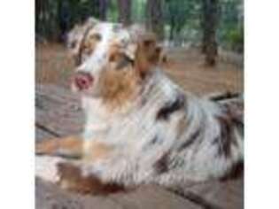 Australian Shepherd Puppy for sale in Paynes Creek, CA, USA