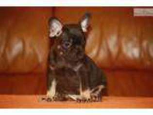 Medium Photo #1 French Bulldog Puppy For Sale in Worcester, MA, USA