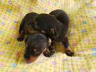 Dachshund Puppy for sale in Princeton, KY, USA
