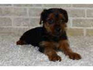Yorkshire Terrier Puppy for sale in Springfield, MO, USA