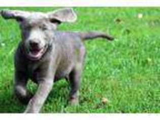 Labrador Retriever Puppy for sale in Smiths Grove, KY, USA
