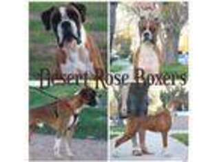 Boxer Puppy for sale in Tucson, AZ, USA