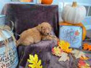 Goldendoodle Puppy for sale in Valparaiso, IN, USA