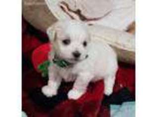 Maltese Puppy for sale in Belleville, MI, USA
