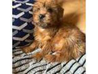 Mutt Puppy for sale in Haddam, CT, USA