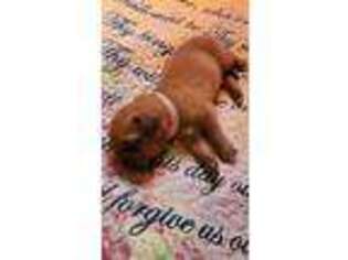 American Bull Dogue De Bordeaux Puppy for sale in Corbin, KY, USA