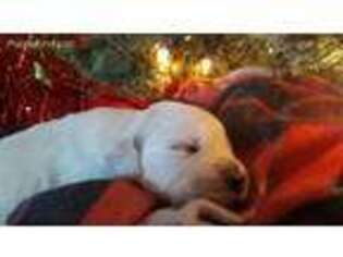 Golden Retriever Puppy for sale in Demotte, IN, USA