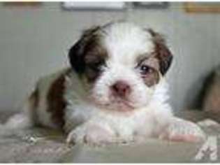 Mutt Puppy for sale in MAHAFFEY, PA, USA
