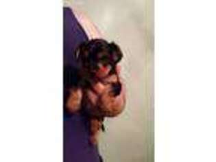 Yorkshire Terrier Puppy for sale in Moscow, PA, USA