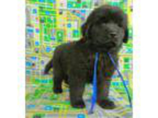 Newfoundland Puppy for sale in Riverside, IA, USA