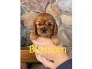 Cavalier King Charles Spaniel Puppy for sale in Birchwood, WI, USA
