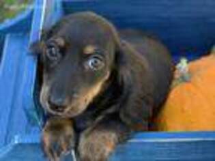 Dachshund Puppy for sale in Red House, WV, USA