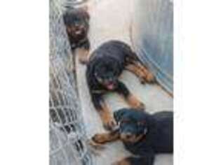 Rottweiler Puppy for sale in Fresno, CA, USA