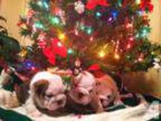 Bulldog Puppy for sale in EAU CLAIRE, MI, USA