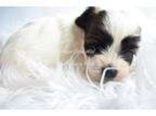 Mutt Puppy for sale in Boyden, IA, USA