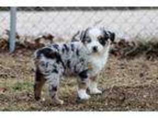Miniature Australian Shepherd Puppy for sale in Eldon, MO, USA