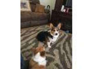 Pembroke Welsh Corgi Puppy for sale in Bushkill, PA, USA