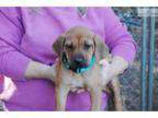 Rhodesian Ridgeback Puppy for sale in Dothan, AL, USA