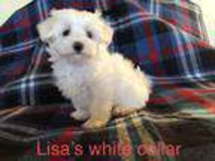 Maltese Puppy for sale in Sulphur, OK, USA