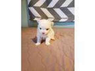 Maltipom Puppy for sale in Sunset, SC, USA