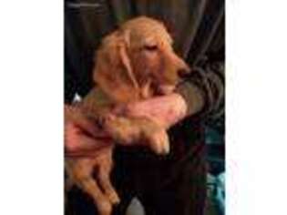 Dachshund Puppy for sale in Granada, MN, USA