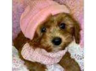Cavapoo Puppy for sale in Peculiar, MO, USA