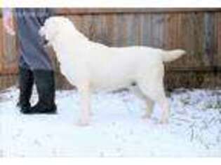 Labrador Retriever Puppy for sale in Hatley, WI, USA