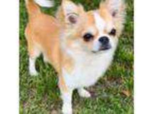 Chihuahua Puppy for sale in Ozark, AL, USA