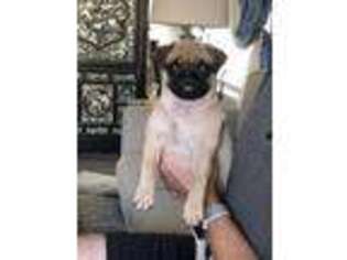 Pug Puppy for sale in Bakersfield, CA, USA