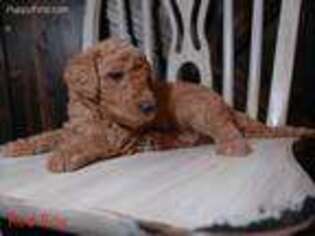 Goldendoodle Puppy for sale in Georgetown, IN, USA