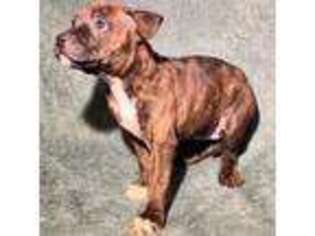 Staffordshire Bull Terrier Puppy for sale in Winchester, VA, USA