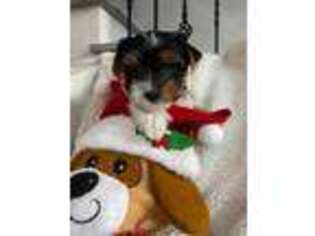 Biewer Terrier Puppy for sale in Pembroke Pines, FL, USA