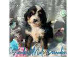 Bernese Mountain Dog Puppy for sale in Duncan, NE, USA