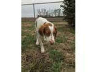Brittany Puppy for sale in Vincennes, IN, USA
