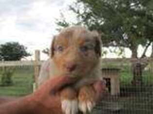 Australian Shepherd Puppy for sale in Hardesty, OK, USA