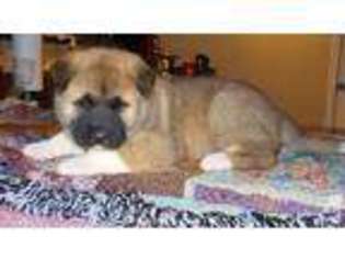 Akita Puppy for sale in KINGSTON SPRINGS, TN, USA