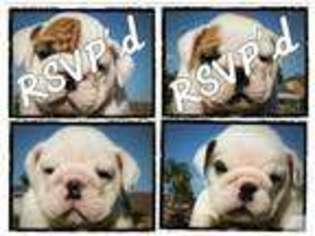Bulldog Puppy for sale in CARSON, CA, USA