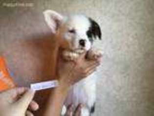 Mutt Puppy for sale in Castalia, NC, USA
