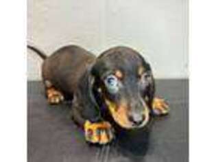 Dachshund Puppy for sale in Barnstable, MA, USA