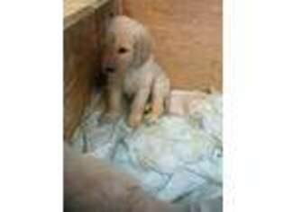 Goldendoodle Puppy for sale in West Point, GA, USA