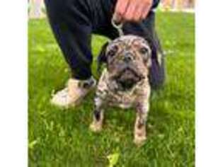 French Bulldog Puppy for sale in Chandler, AZ, USA