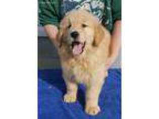 Golden Retriever Puppy for sale in Venango, PA, USA