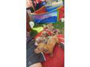 Dachshund Puppy for sale in Richmond, CA, USA