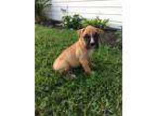 Boxer Puppy for sale in Meadowview, VA, USA