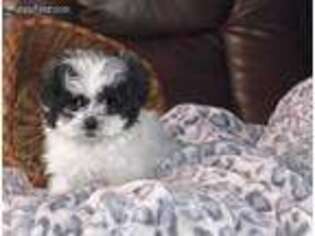 Shih-Poo Puppy for sale in Clearwater, FL, USA
