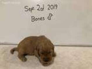 Golden Retriever Puppy for sale in Boardman, OR, USA
