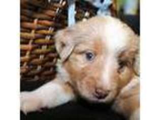 Miniature Australian Shepherd Puppy for sale in Fleming, CO, USA