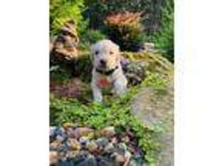 Golden Retriever Puppy for sale in Taylorsville, NC, USA