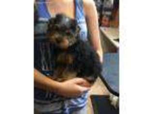 Yorkshire Terrier Puppy for sale in Irvine, KY, USA